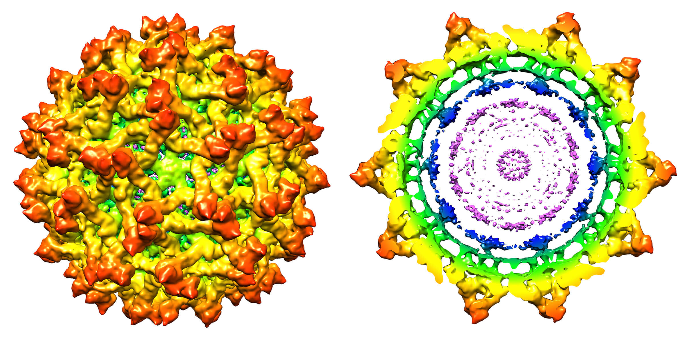 New findings detail structure of immature Zika virus - Purdue University  News