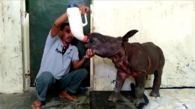 Assam: 10-day old rhino calf rescued from flood-hit Kaziranga National Park
https://ift.tt/3jzQPqe
