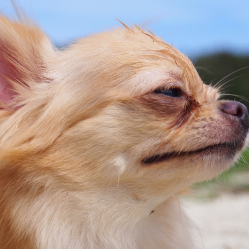 犬のフゴフゴ ブヒブヒは逆くしゃみ 愛犬に症状が出たときの対処法