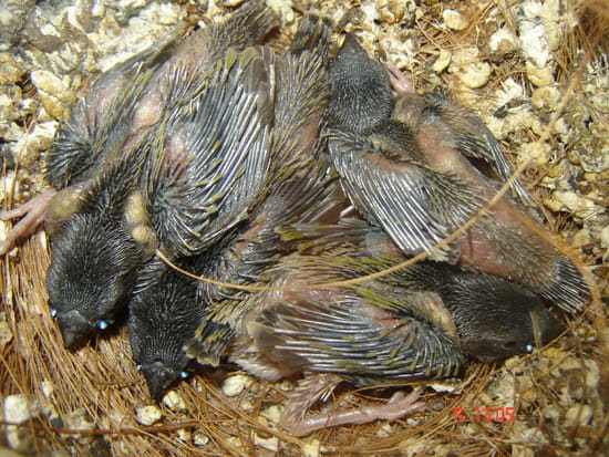 Que Donner A Manger A Un Bebe Serin Resolu