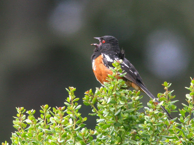 Spotted Towhee 2-20100624