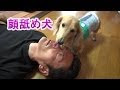 √画像をダウンロード なめる 犬 196525-前足 舐める 犬