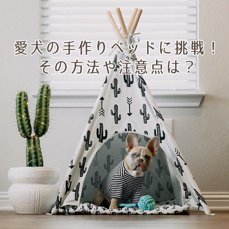 愛犬の手作りベッドに挑戦 その方法や注意点は