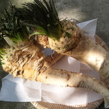 山わさび 栽培 山菜の採れたて通販サイト 新潟村上から旬の天然山菜をお届けします