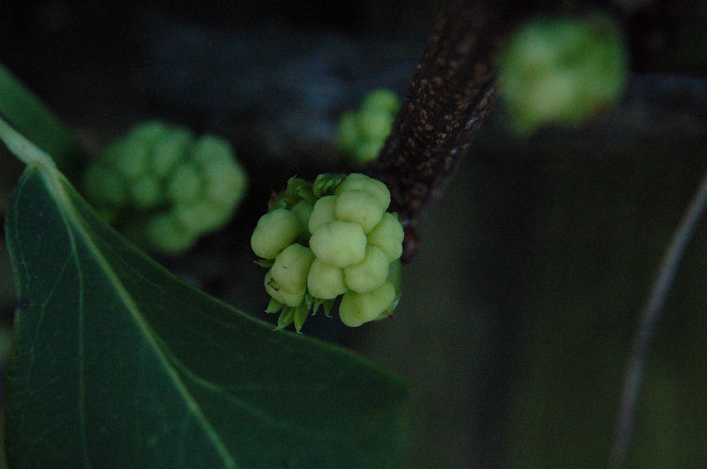 popping up green