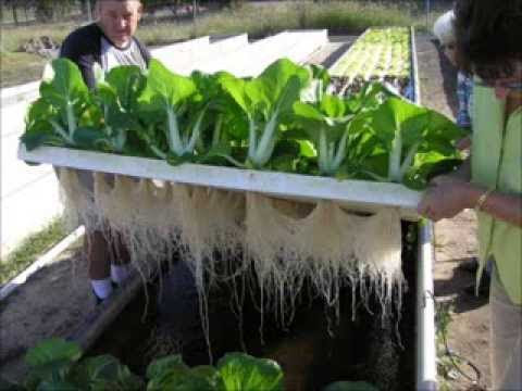 Aquaponics in pond See Rock City Invests In Fairyland Elementary's New Greenhouse Lab