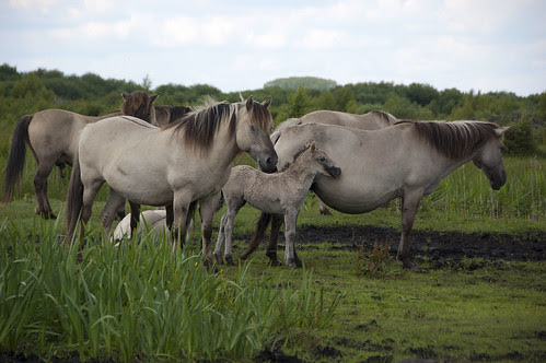 Konik Ponies