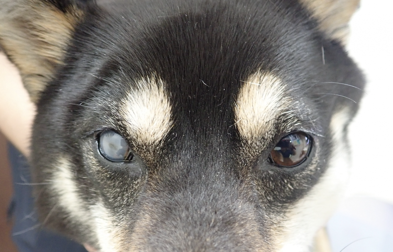 柴犬の緑内障 後編 京都市北区の動物病院 かもがわ動物クリニック