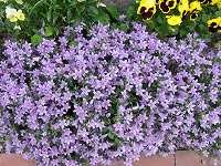 ５月８日の誕生花 ベルフラワーの花言葉 感謝の音色 感謝します と 楽しいおしゃべり をしながら咲くオトメギキョウ 乙女桔梗 弥生おばさんのガーデニングノート 花と緑の365日 楽天ブログ
