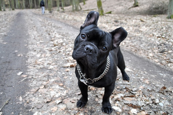 Wundervolle Hundenamen