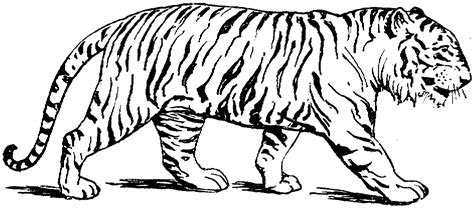 Coloring pages are a great way to help kids learn and have fun at the same time. free printable tiger coloring pages for kids