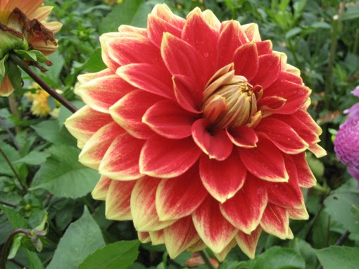 Southover Grange Gardens in Lewes