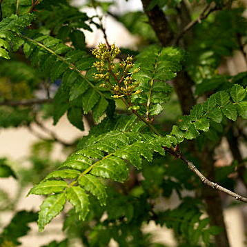 サンショウ 山椒 の育て方 ヤサシイエンゲイ