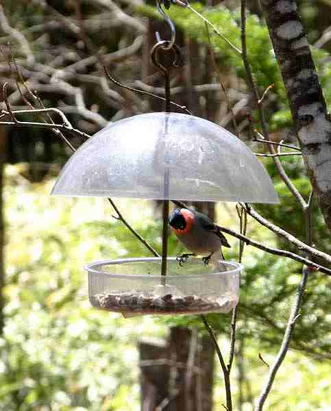 Bird Feederバードフィーダーのいろいろ