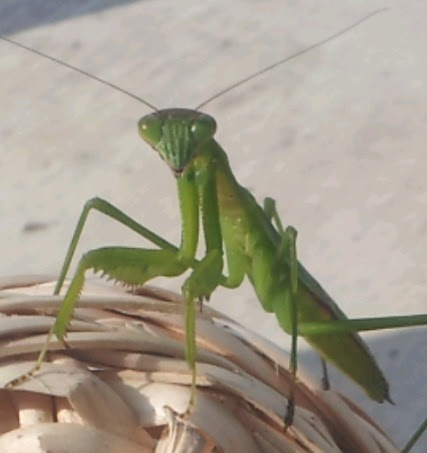 札幌deカマキリ もしもしボラです