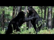 animal attacks reddit Amazing Baby Bears In Tamao Mountain Cambodia | Bear Attack