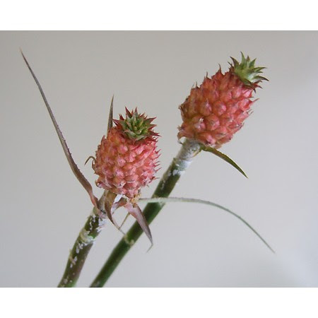 フラワーアレンジメント教室 花かご便り ミニパイナップル 花言葉