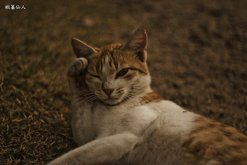 Cat | قطوة