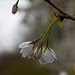 Sping 2011 Blossoming Tree
