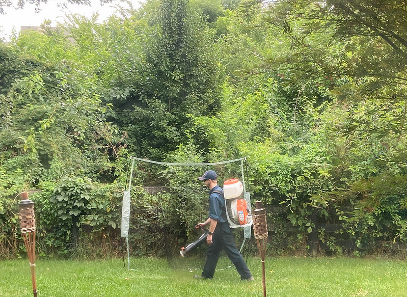 Tips For Getting Mosquitos Out of Your Yard - THIS ...