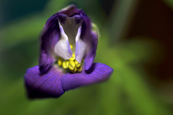 larkspur glory