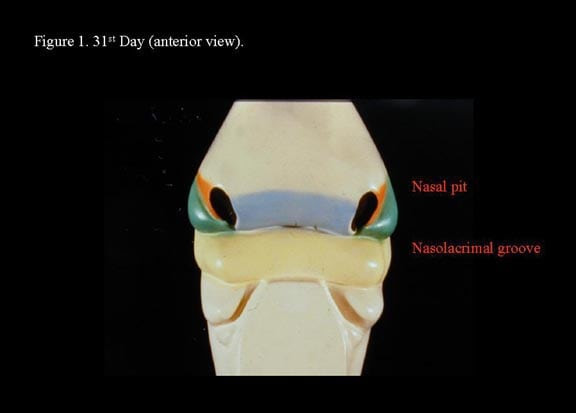 Head and neck embryology. 31st  day (anterior view...