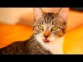 Cats with Tongue Out #23 🐱👅
