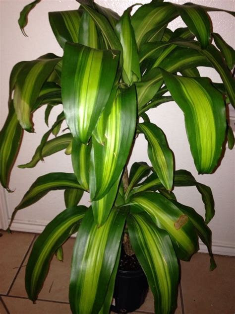 How lucie fink became a plant lady in just five days. Garden Answers - Plant Identification | Understory plants