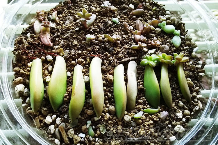 多肉植物のあるある情報 根は出てるが 一向に芽が出ない 編