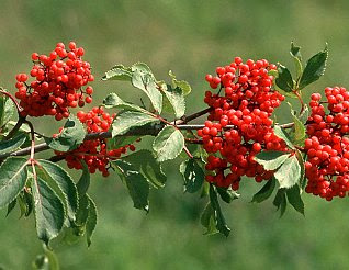 １１月２７日の誕生花 ニワトコ 366日 誕生花の辞典 誕生日の花言葉の図鑑