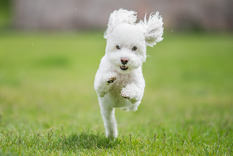 How to Take Better Action Photos of Dogs