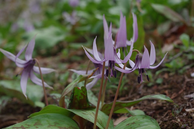 かたくりの里 退職教師の日本史授業