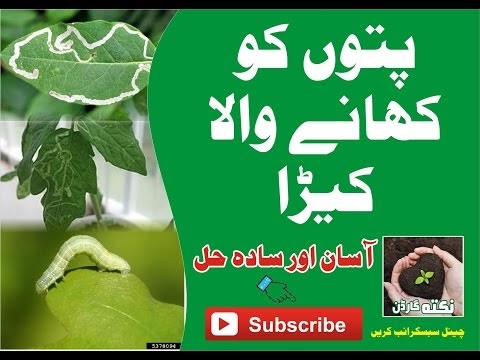 How to Make Pesticide From Neem Leaves by Nukta Gardening Urdu hindi