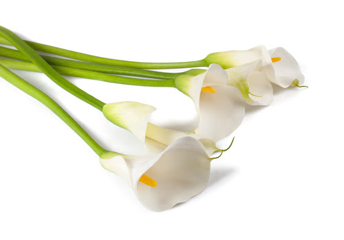 カラーの花が開花する季節はいつ 植物navi