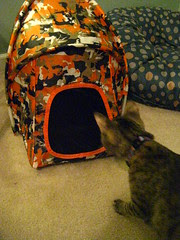 Maggie's new tent