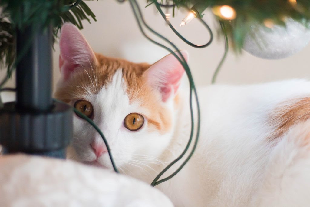 How To Keep Your Cats Away From Your Christmas Tree 