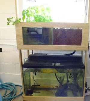 Advocates of aquaponic farming say the system can be set up in anyone ...