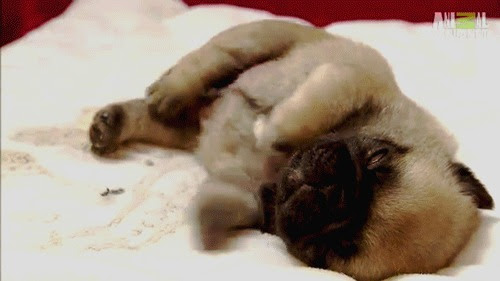 Too Cute Baby Puppies 3