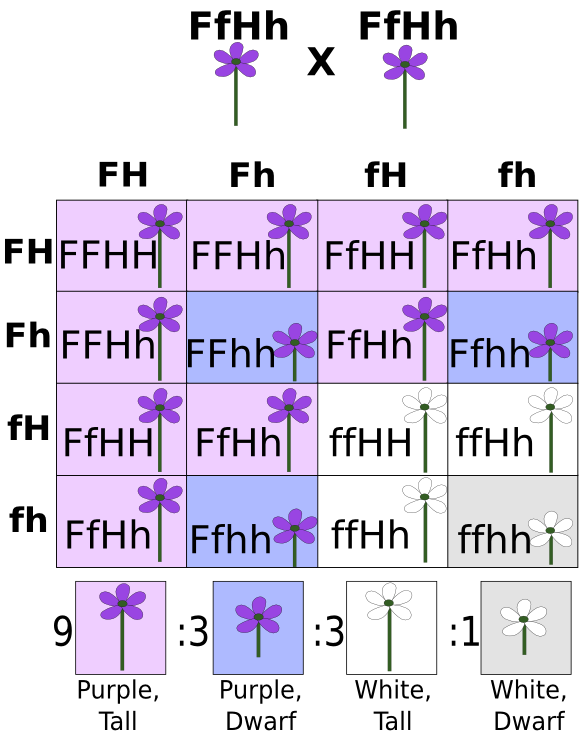 Dihybrid Cross: Definition, Example & Quiz | Study.com
