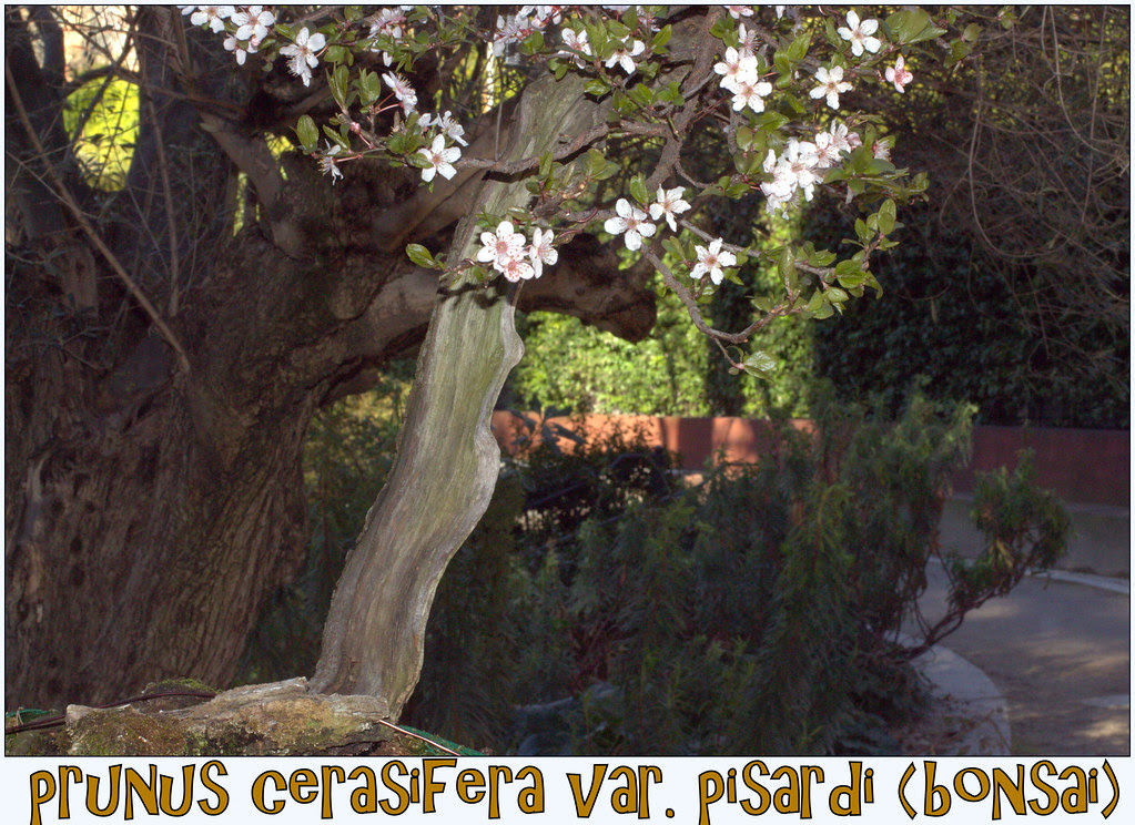 El bonsai con sus flores