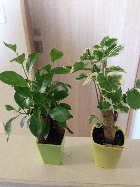 100均の観葉植物を100均グッズだけで植え替えてみた 初心者でも長持ち 2 3 000円くらいで売れそうだyo ほしのエキスポ