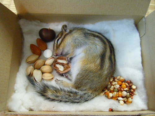 シマリス ハムスター 時々ディズニー日記 09年10月