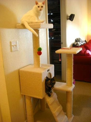 money tree pounds. 22 x 53 inches ; 41 pounds