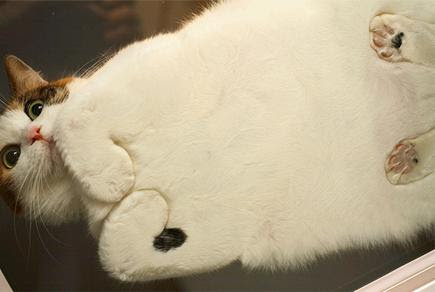 とびきりの変顔 ガラスにへばりついた動物たちの写真枚 ライブドアニュース