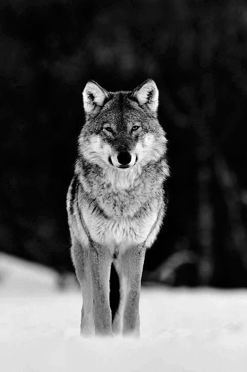 WOLF