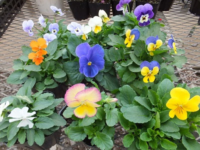 11月のおすすめの花苗 蕨戸田衛生センター組合