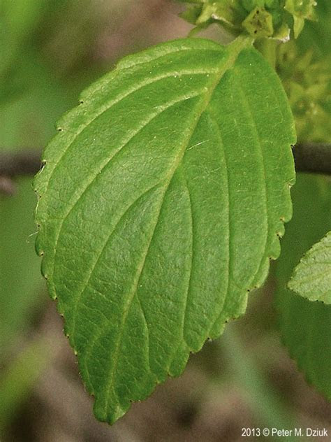 A shade garden presents aesthetic and cultural challenges for gardeners, but those challenges can be overcome with proper planning. Rhamnus alnifolia (Alder-leaved Buckthorn): Minnesota