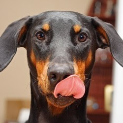 chien langue