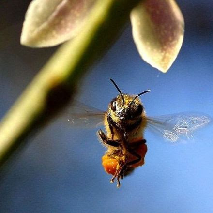 Parasites Are Wiping Out Entire Honeybee Colonies. Threat Magnitude Much Higher Than Previously Expected