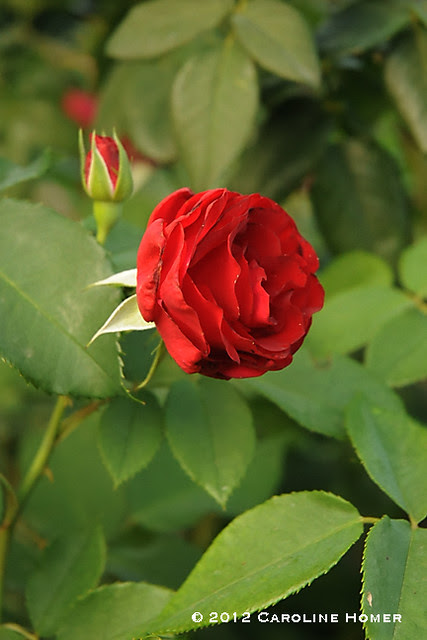 'Dame du Coeur' rose